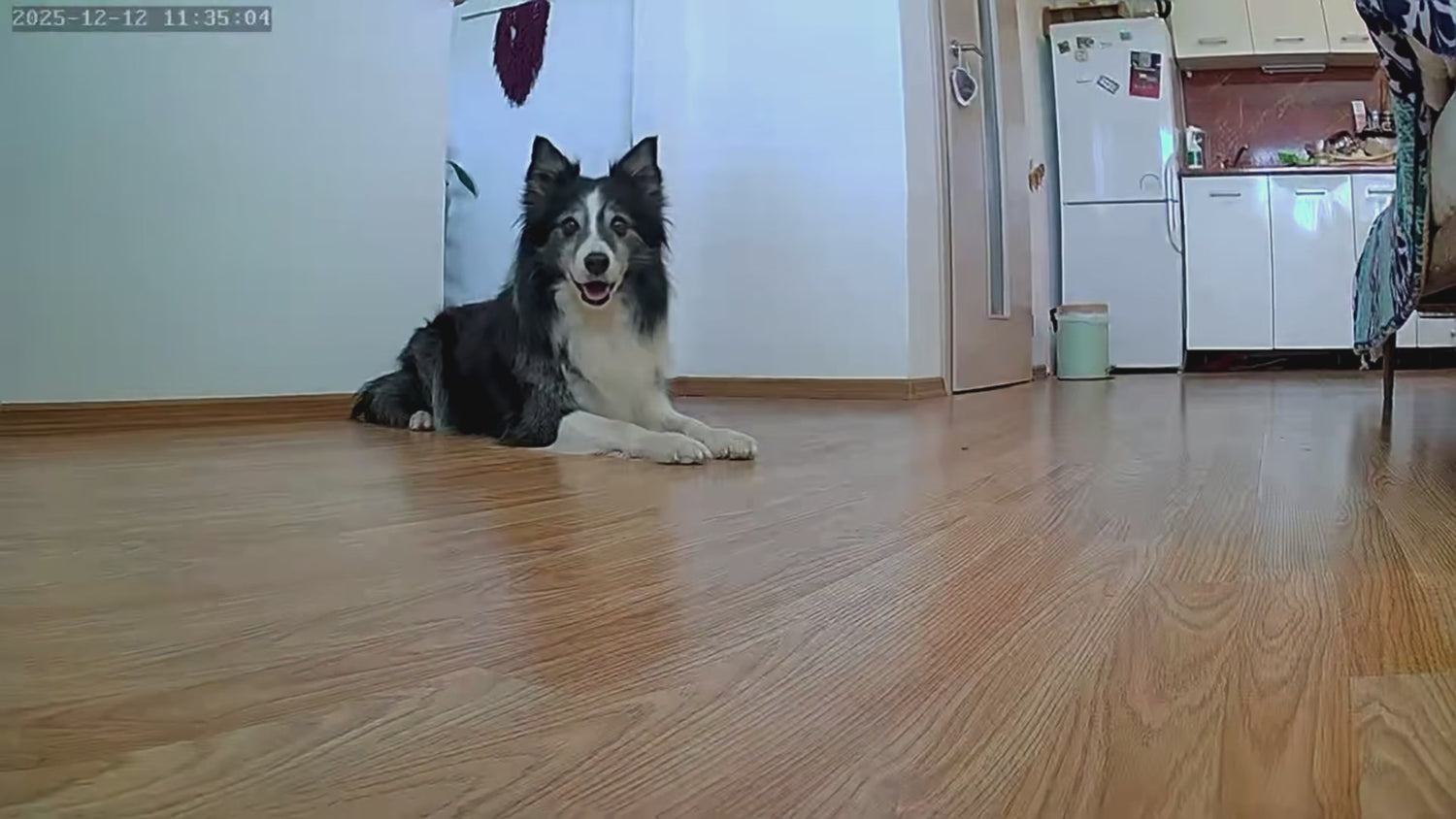 SYMPLEE DU4L-V smart automatický dávkovač krmiva s kamerou