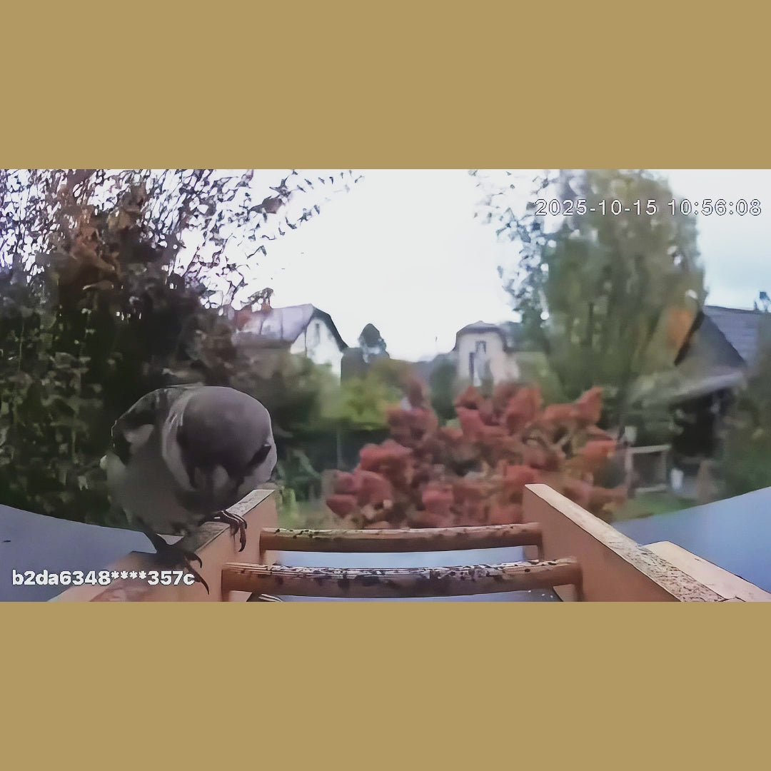 SYMPLEE Q45A chytré krmítko pro ptáky s kamerou